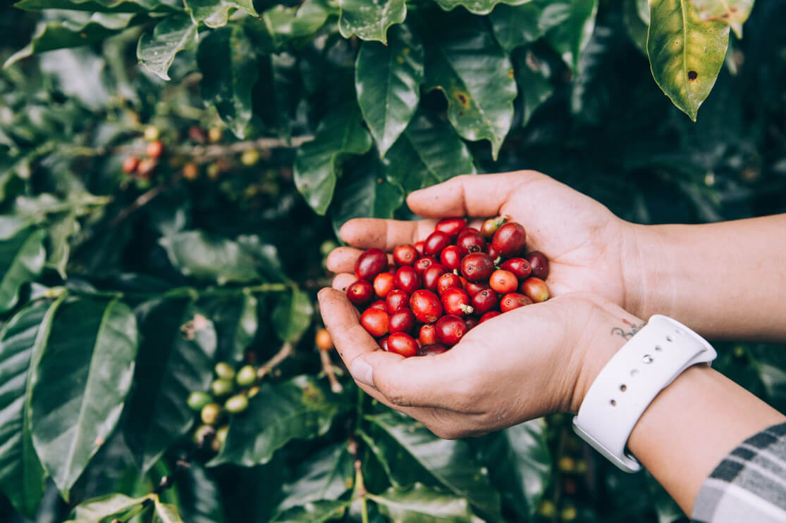 freshly picked coffee beans | Rhost coffee